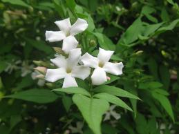 jasmine ,common jasmine